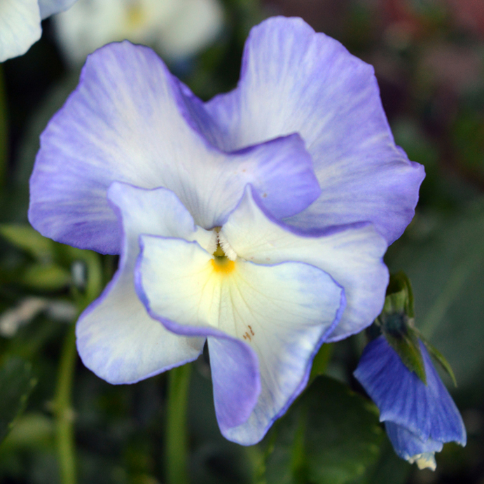 Victorian Viola Blue Sails